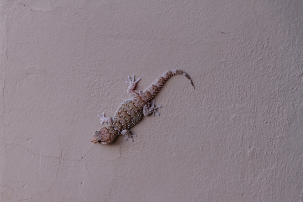 04 - Karoo NP (12)-Tarente.jpg